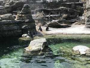 woodland park zoo woodland park zoo