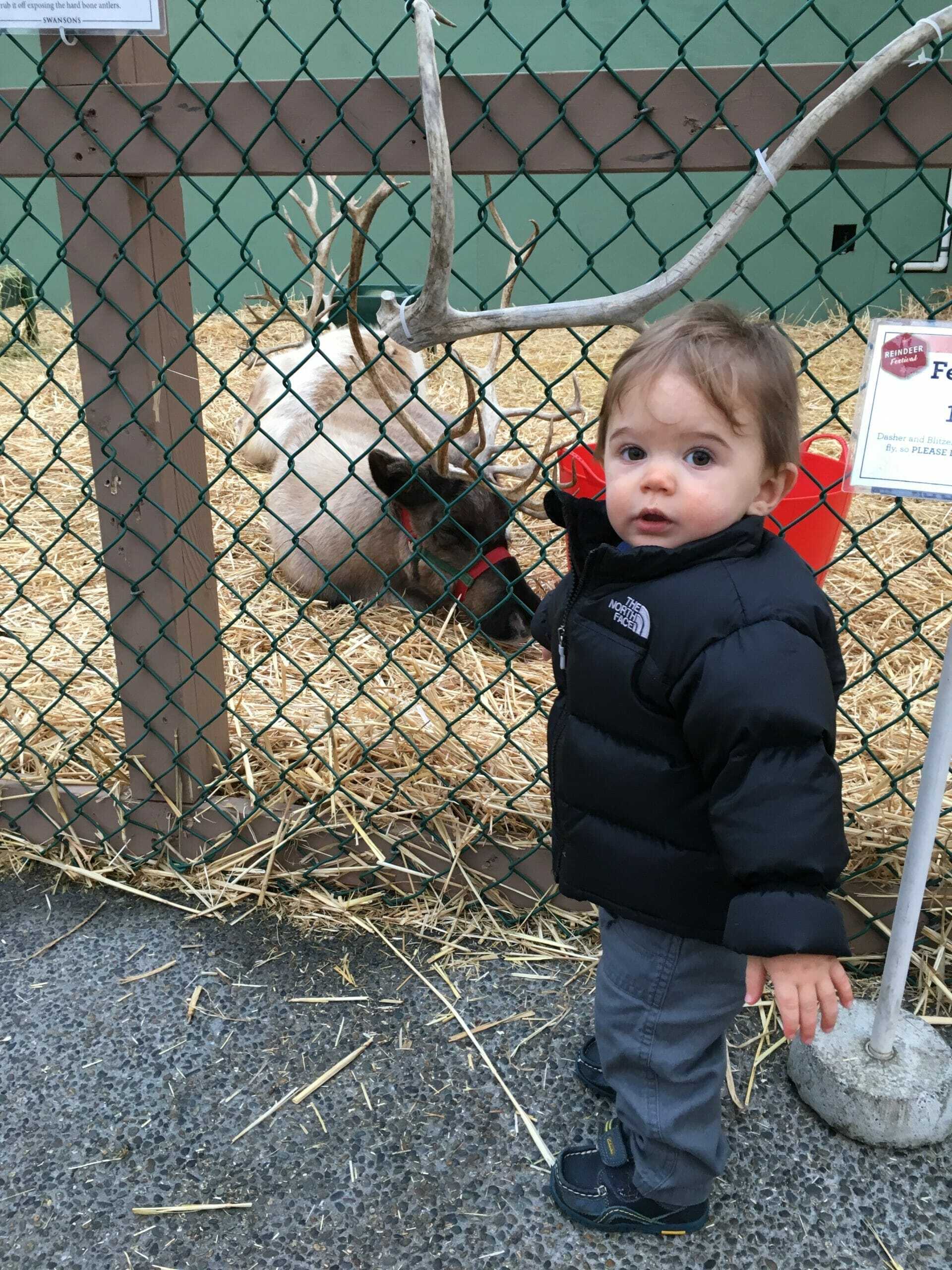seattle reindeer seattle reindeer