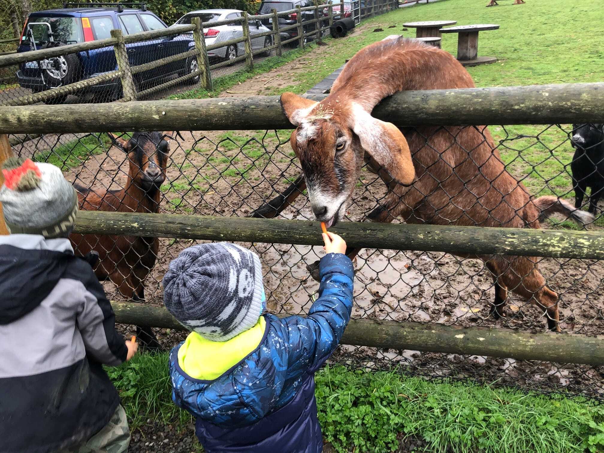 My Secret "Socially Distanced Outings" Around Seattle: Sammamish Animal Sanctuary 8 take kids to a farm