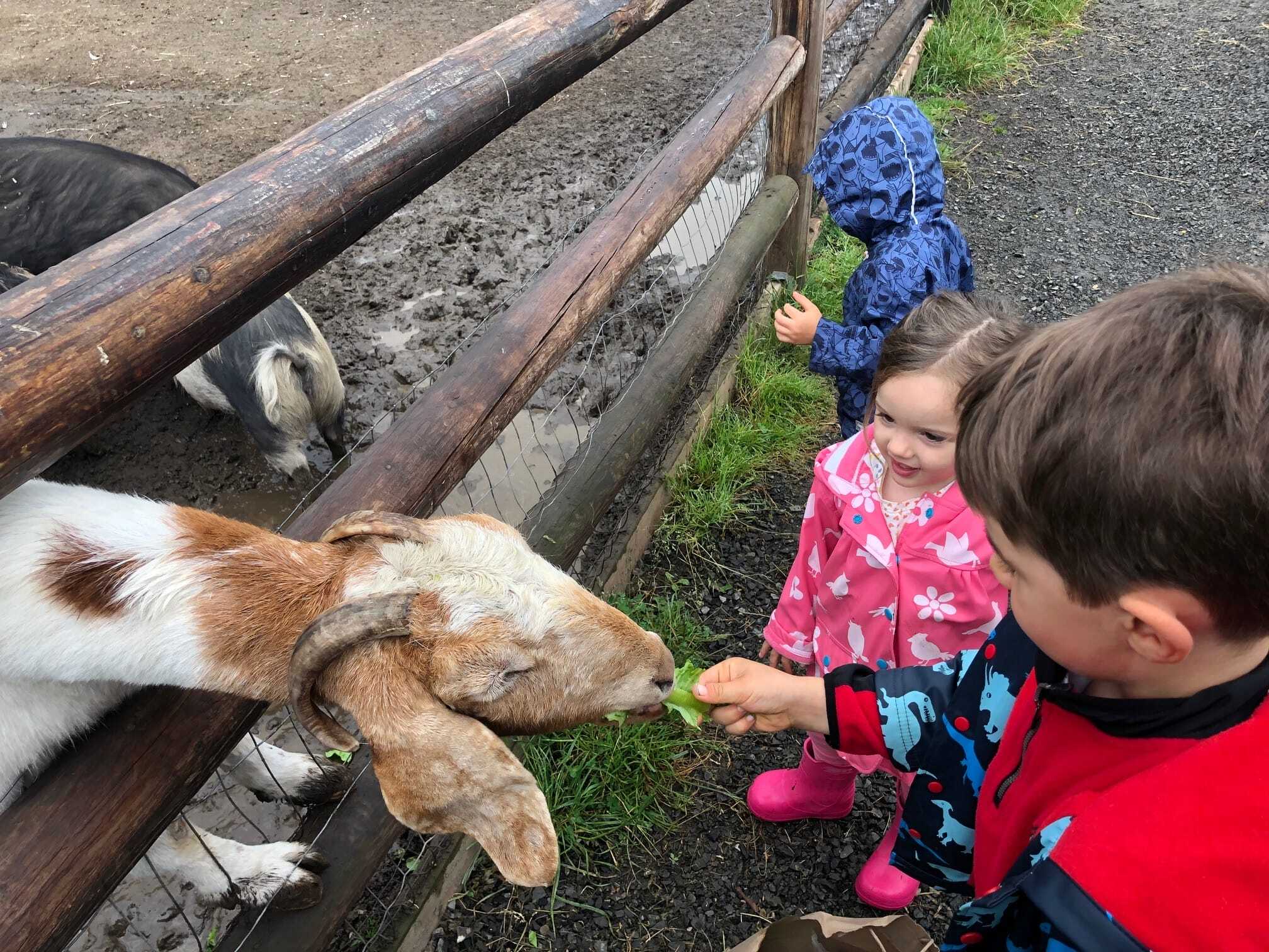 My Secret "Socially Distanced Outings" Around Seattle: Sammamish Animal Sanctuary 2 Sammamish Animal Sanctuary