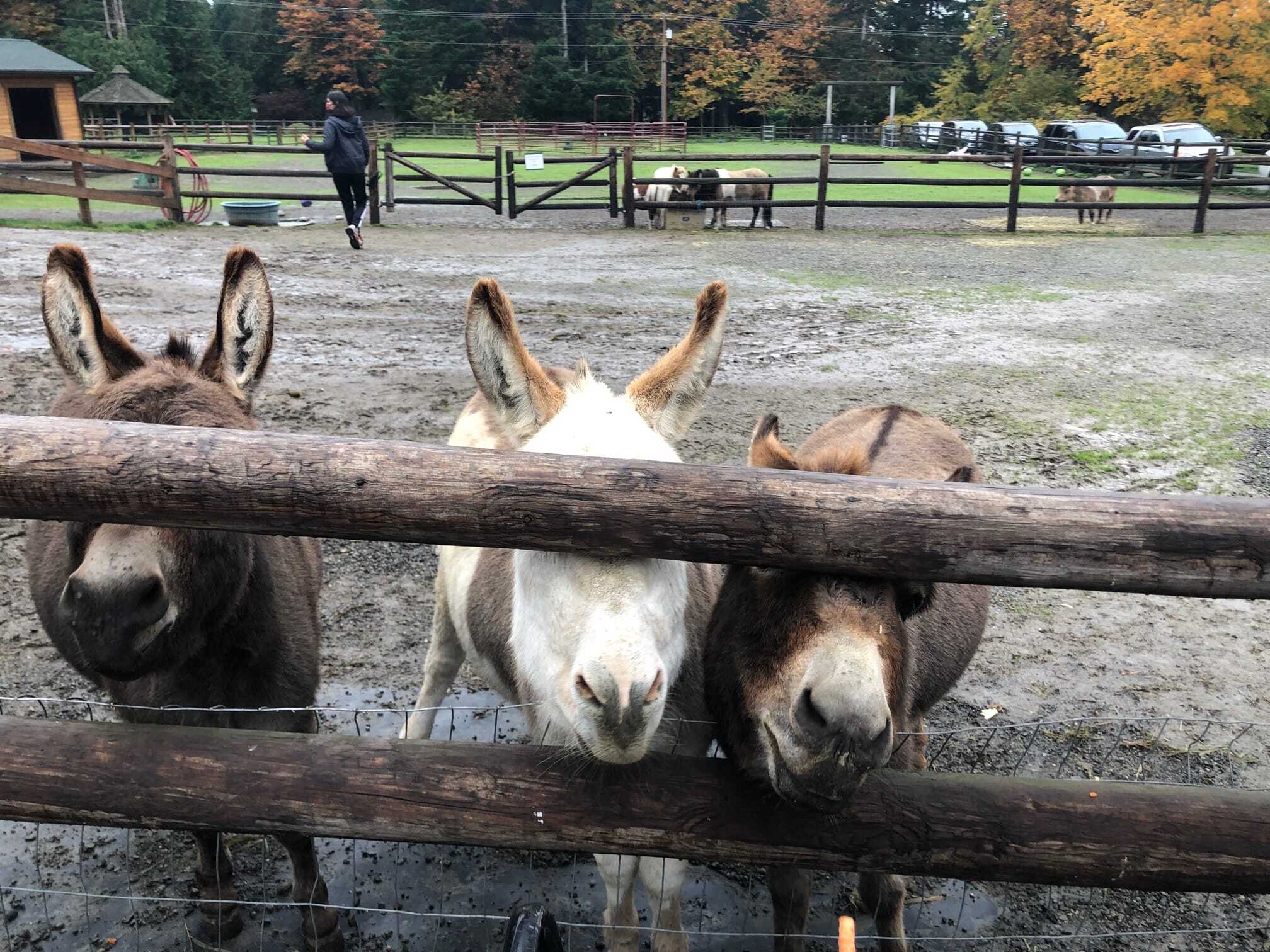 My Secret "Socially Distanced Outings" Around Seattle: Sammamish Animal Sanctuary 4 Sammamish Animal Sanctuary