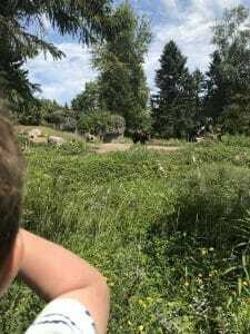woodland park zoo woodland park zoo