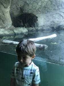 woodland park zoo woodland park zoo