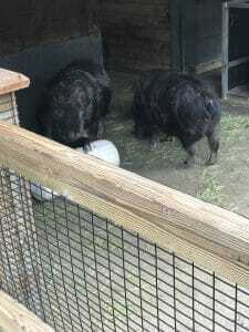 woodland park zoo woodland park zoo