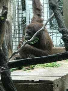 woodland park zoo woodland park zoo