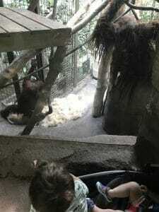 woodland park zoo woodland park zoo