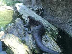 woodland park zoo woodland park zoo