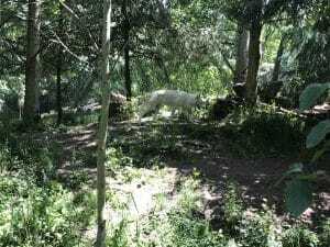 woodland park zoo woodland park zoo